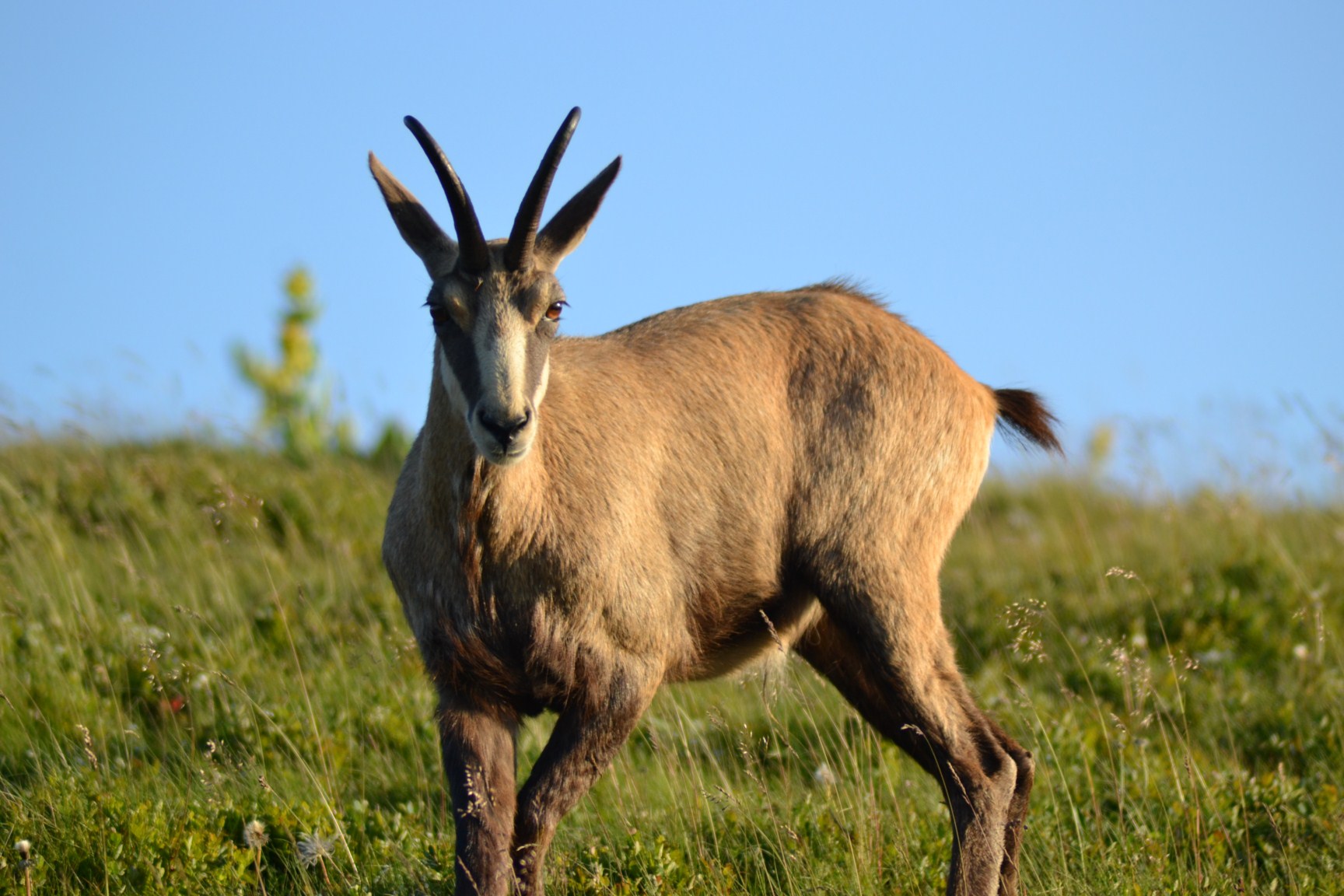 sortie chamois accompagées